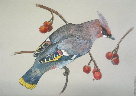 Свиристель акварелью
