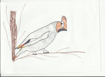 Свиристель рисунок карандашом