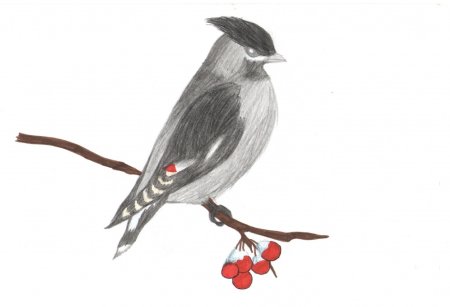 Рисунок свиристели карандашом