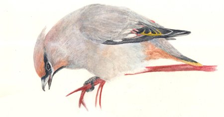 Дятел свиристель для детей