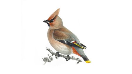 Свиристель зимующая птица для детей