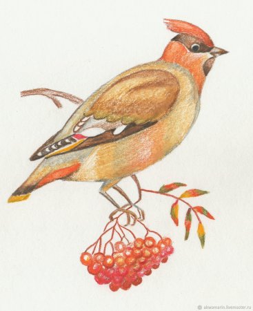 Птица рисунок