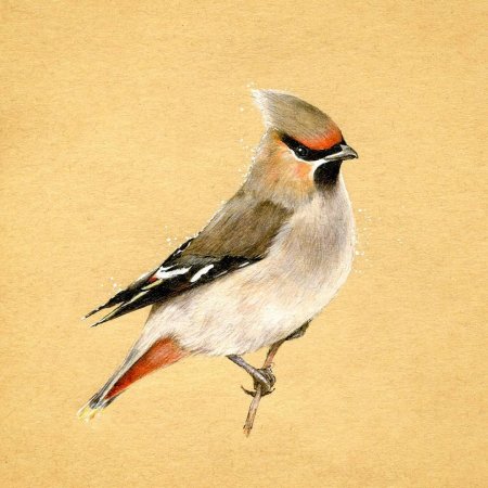 Рисунок свиристели