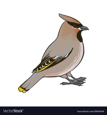 Свиристель вектор