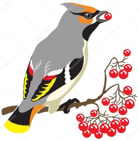 Свиристель вектор