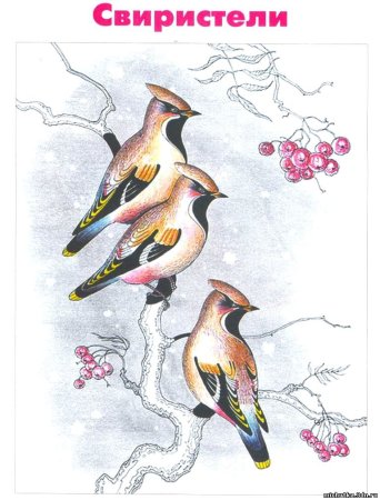Как нарисовать свиристель