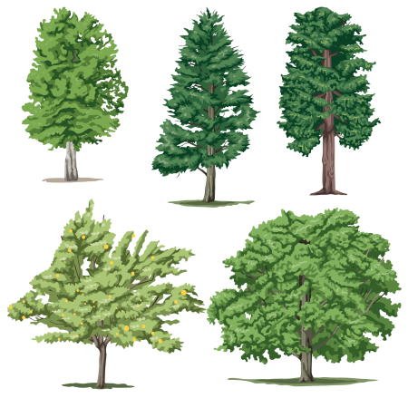Формы деревьев и кустарников
