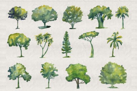 Зарисовки деревьев разных пород