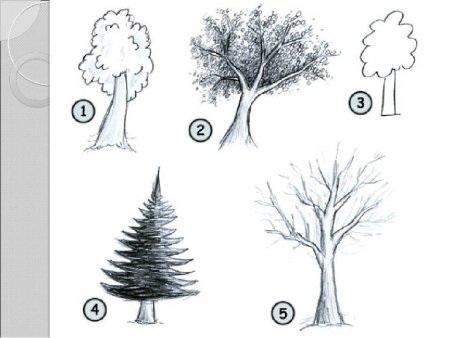 Рисование деревьев разной формы