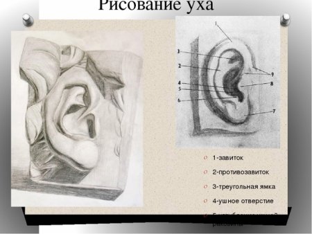 Строение уха пластическая анатомия