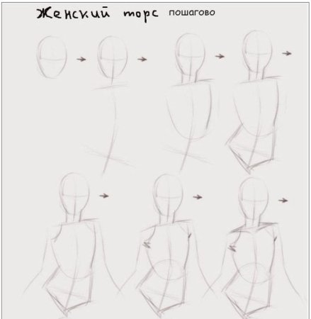 Пропорции человека для рисования в полный рост для начинающих