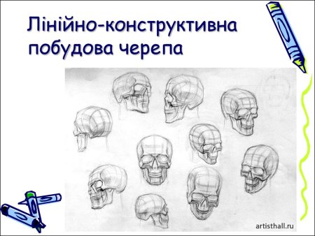 Конструктивный рисунок черепа в разных ракурсах