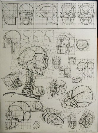 Анатомия черепа Рыжкин