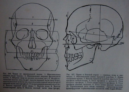 Череп сбоку схема