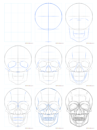 Череп спереди построение
