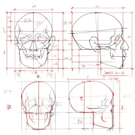 Пропорции головы человека Баммес
