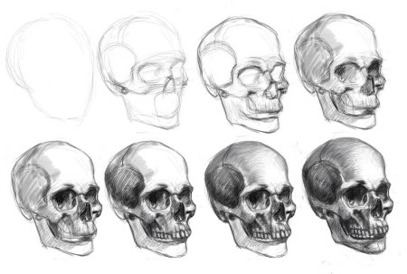 Поэтапное рисование черепа