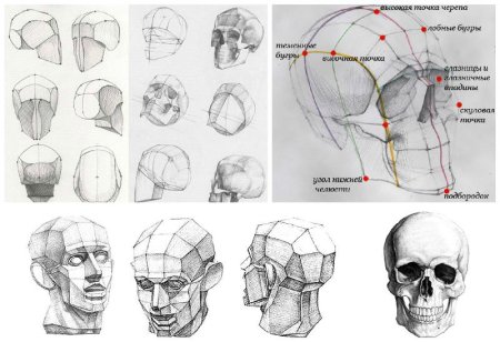 Баммес анатомия для художников череп