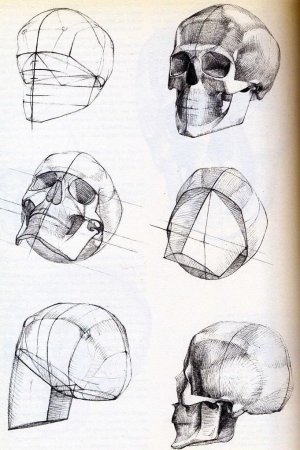 Готфрид Баммес анатомия головы