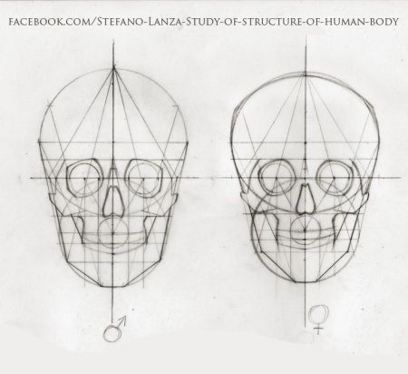 Stefano lanza Art Anatomy