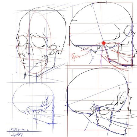 Пропорции головы человека референс