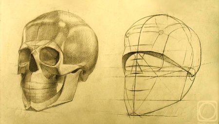 Череп человека Готфрид Баммес