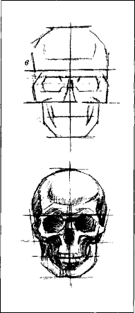 Пропорции черепа сбоку