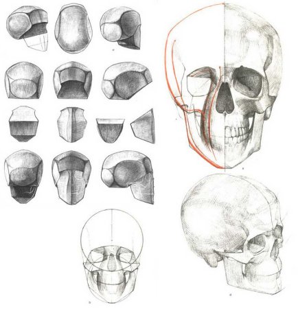 Анатомия головы Готтфрид Баммес
