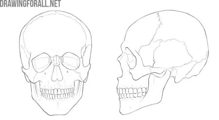Череп анатомия без надписей