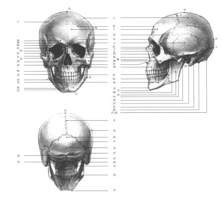 Баммес череп человека