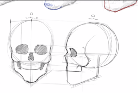 Череп туториал анатомия