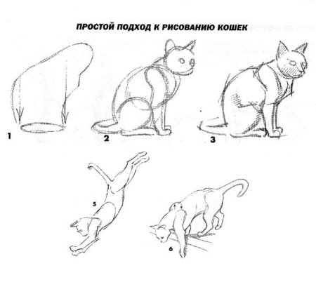 План для рисования котика