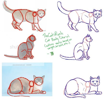Кошка сбоку референс