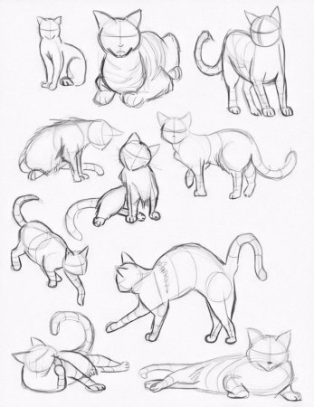 Как нарисовать котика