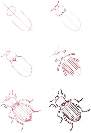 Жук Рогач иллюстрация