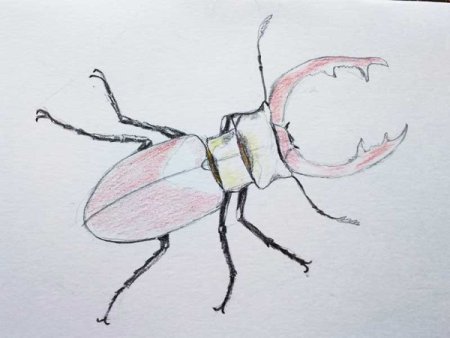 Жук олень карандашом
