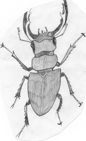 Рисование жука