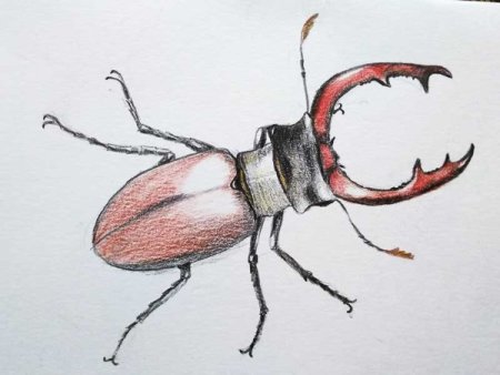 Жук олень карандашом