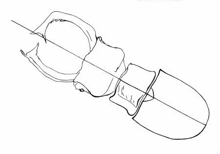 Жук олень сбоку