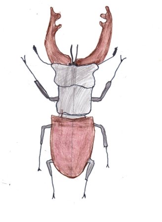 Жук олень рисунок карандашом