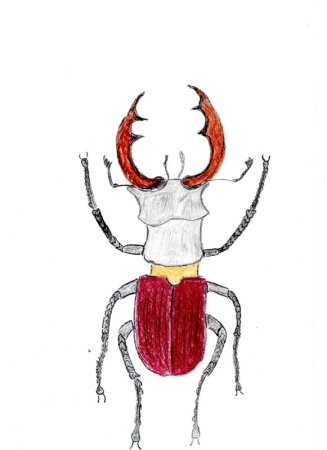 Жук олень нарисовать поэтапно
