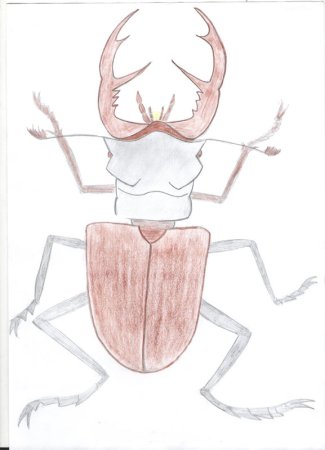 Жук олень рисунок