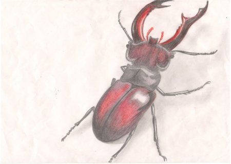 Жук олень раскраска