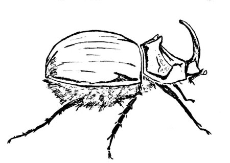 Жук олень сбоку