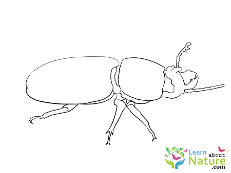 Жук Наброски