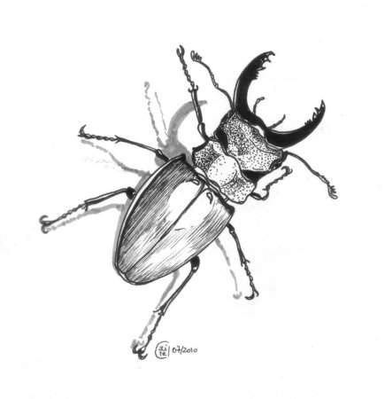 Жук Рогач нарисовать