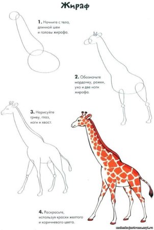 Рисование жирафа в старшей группе