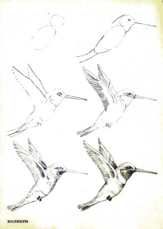 Поэтапное рисование Колибри