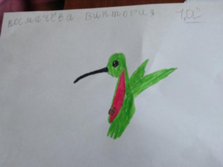 Колибри рисунок поэтапно для детей