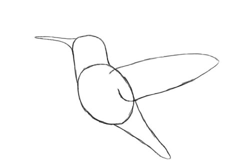 Колибри поэтапно